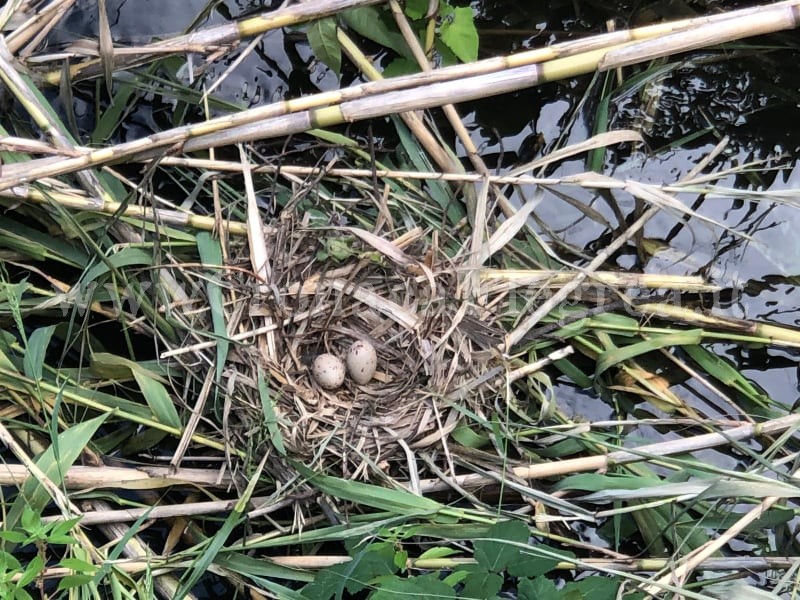 IL CASO/ «Il Comune pulisce il canale del lago d’Averno ma distrugge i nidi degli uccelli» – LE FOTO