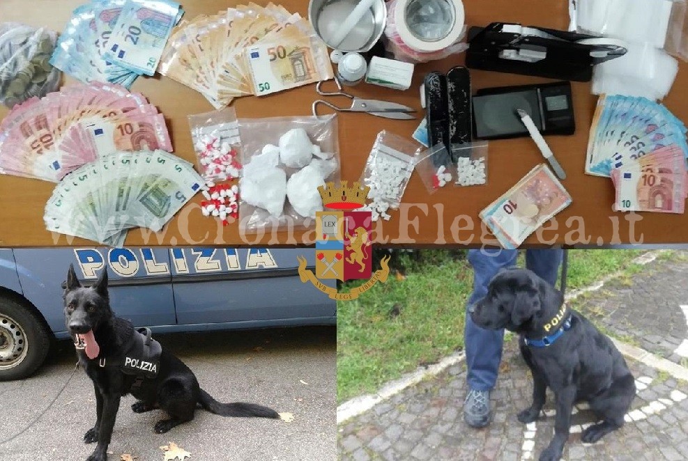 I cani antidroga Dorian e Nora smantellano una piazza di spaccio