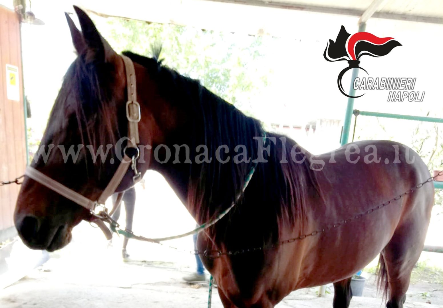 VARCATURO/ Cavallo da corsa dopato per partecipare a una gara di trotto