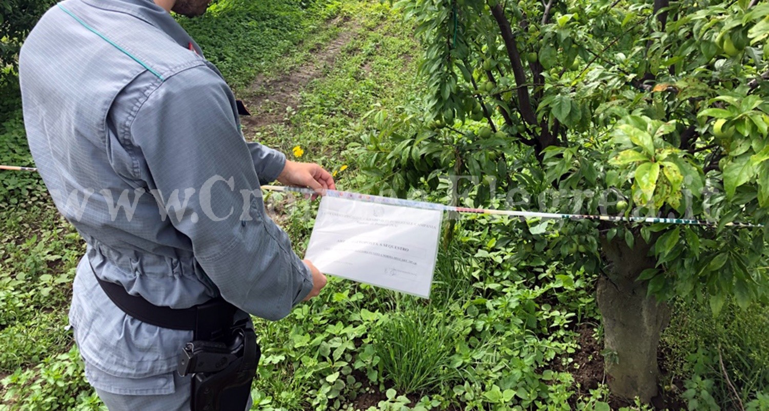 Prugne e albicocche in terreni inquinati: doppio sequestro dei Forestali