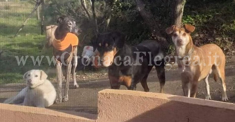 POZZUOLI/ In casa con ben 36 cani, arriva l’ordine: “Via gran parte di essi”