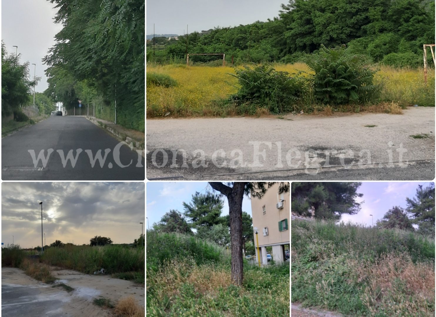 Erbacce e sterpaglie a Monterusciello: benvenuti nella “Foresta di Zawa Zawa” – LE FOTO