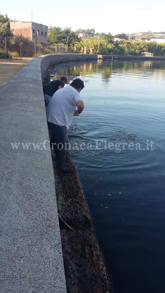 BACOLI/ Alghe putrefatte ai bordi del lago Fusaro: partita la rimozione – LE FOTO