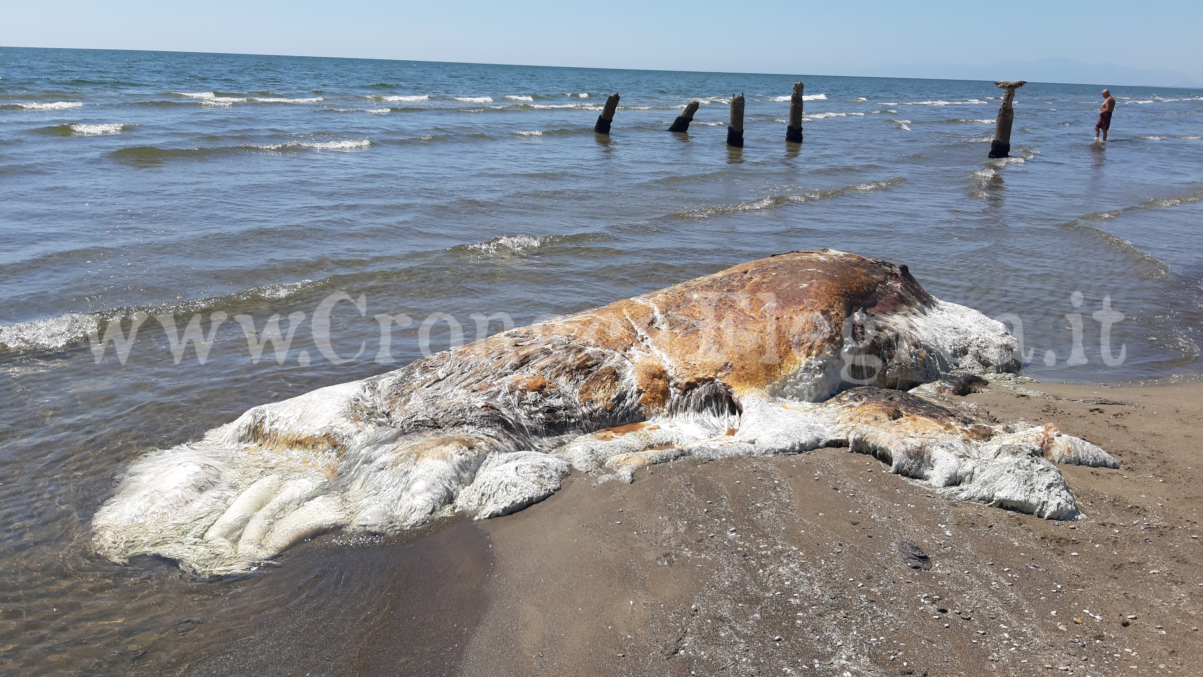 «E’ un calamaro gigante» da Padova un pool di esperti sulla spiaggia di Licola