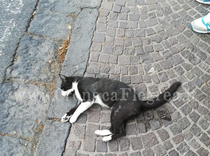 POZZUOLI/ Scooter impazzito travolge e uccide gattino. Ex assessore denuncia: «Qui è una pista»