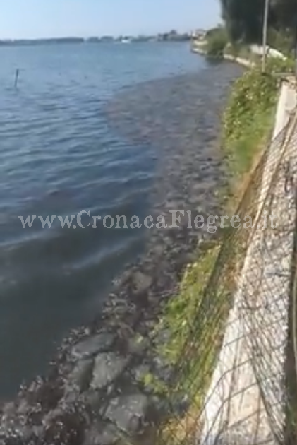 Aria irrespirabile a Bacoli: tra puzza e melma, il lago Fusaro è ko – IL VIDEO