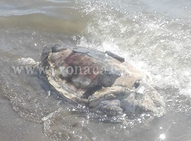 BACOLI/ Tartaruga con testa e pinne mozzate trovata morta in spiaggia – LA FOTO