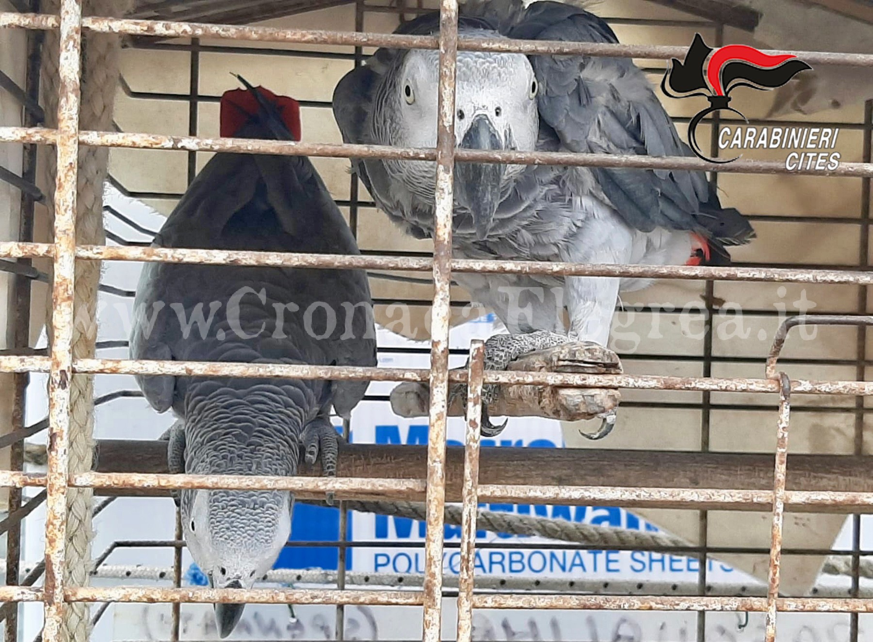 Titolare di un lido teneva 2 pappagalli in una gabbia troppo piccola: denunciato