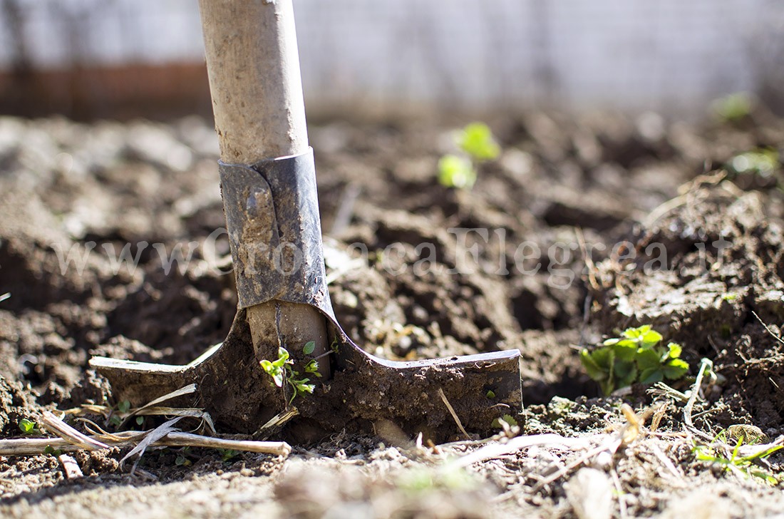 POZZUOLI/ Rame in un terreno agricolo, blitz della Forestale: scatta il divieto di coltivazione