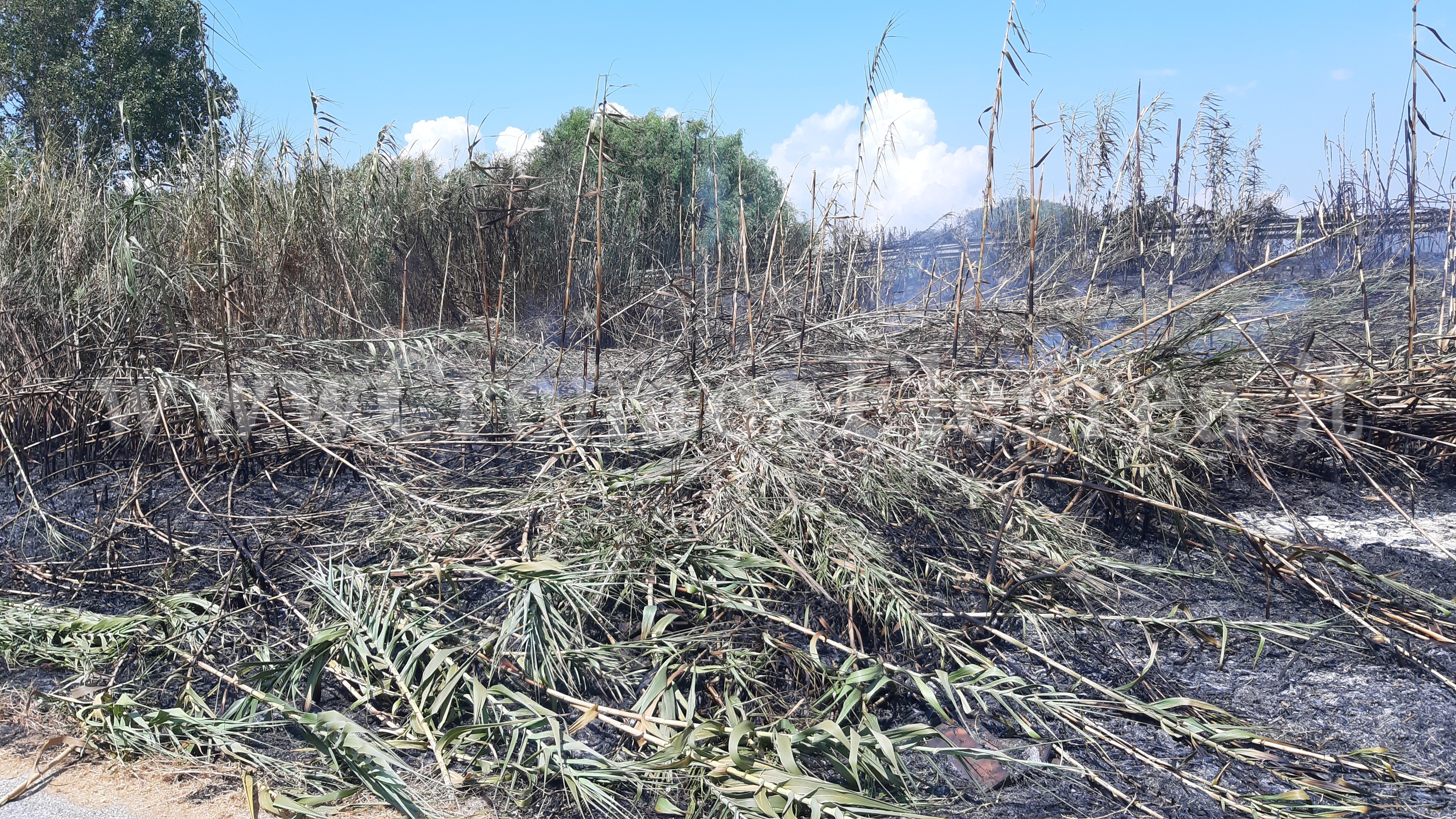 POZZUOLI/ Incendi boschivi, scatta il divieto assoluto di bruciatura di vegetali