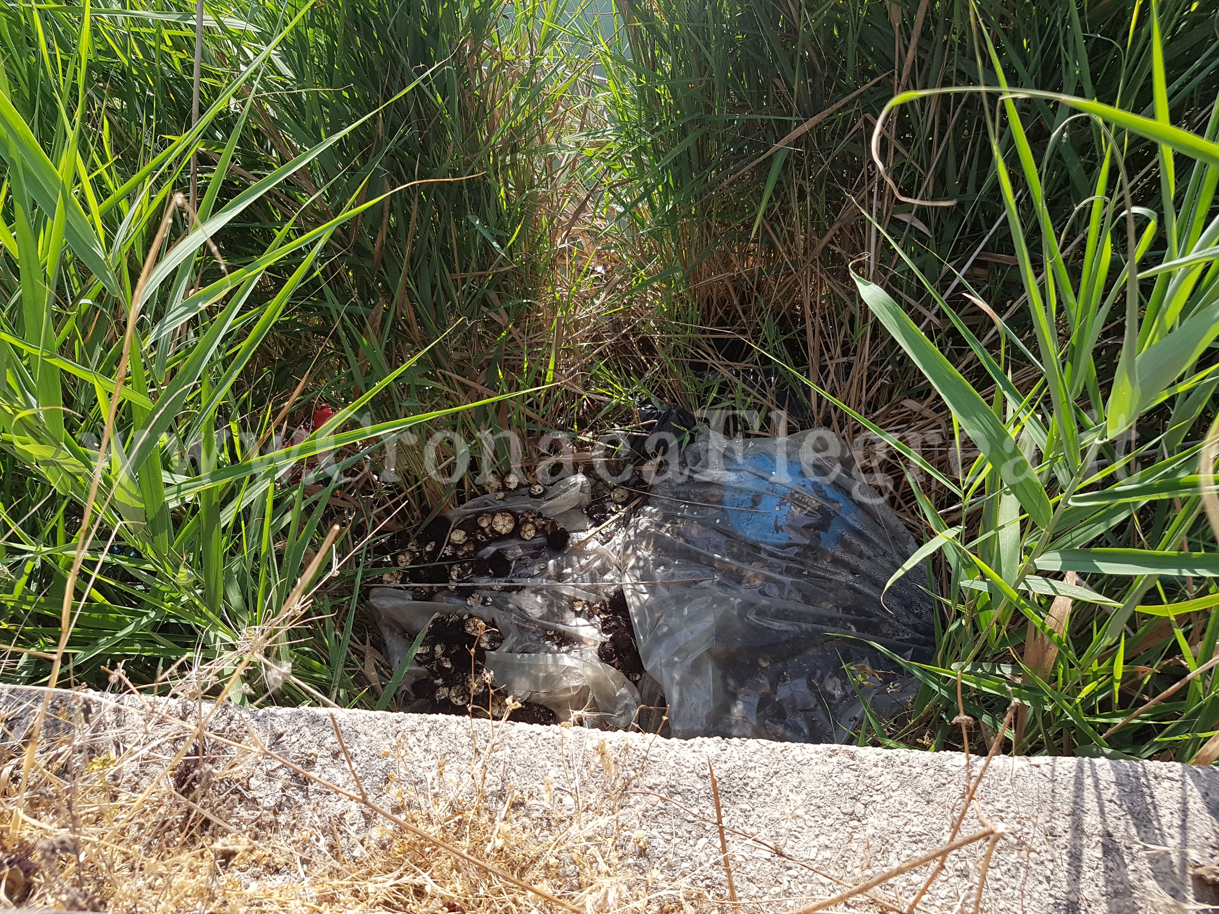 L’SOS/ «Scarti di uova di riccio sul Lago d’Averno: c’è una puzza insopportabile» – FOTO