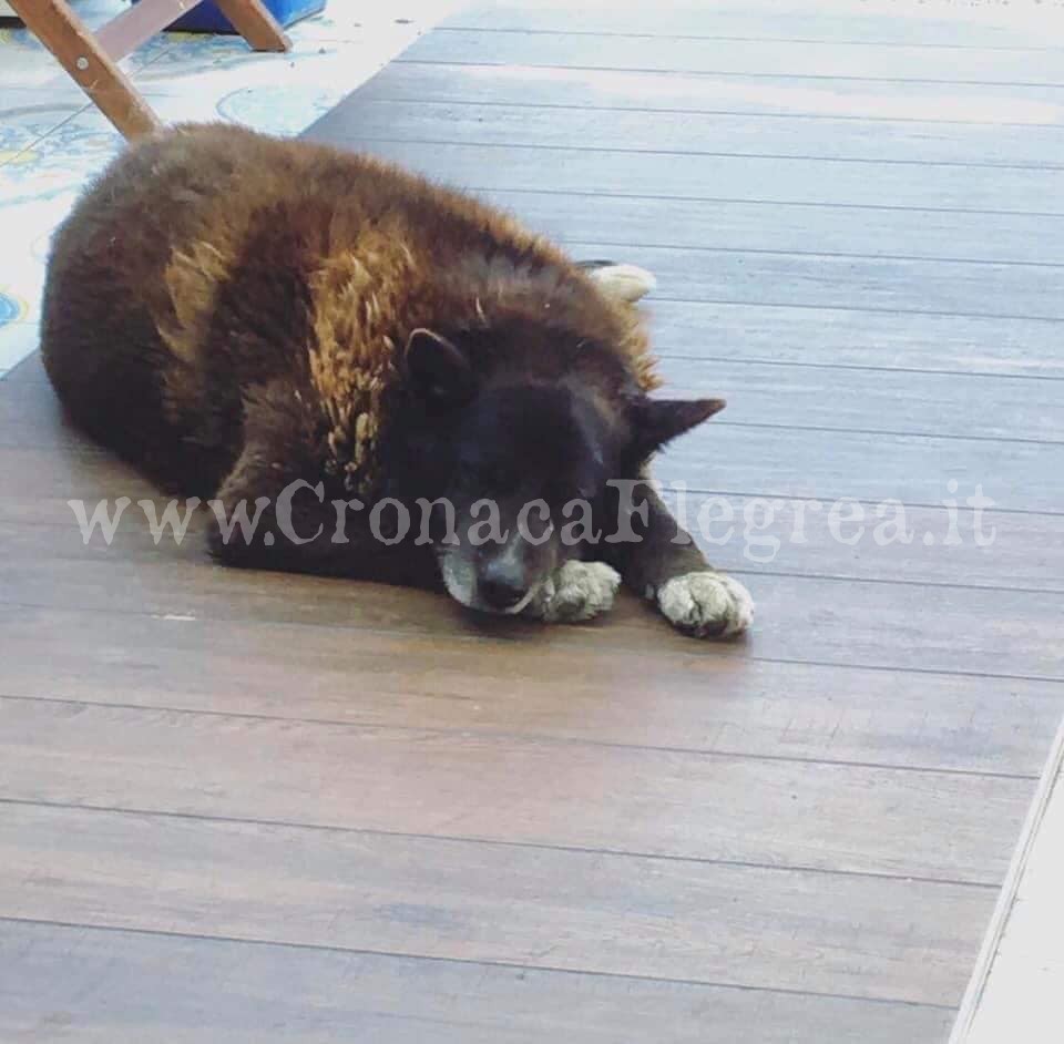 BACOLI/ Un’aiuola dedicata a Nerone, il cane simbolo di Torregaveta