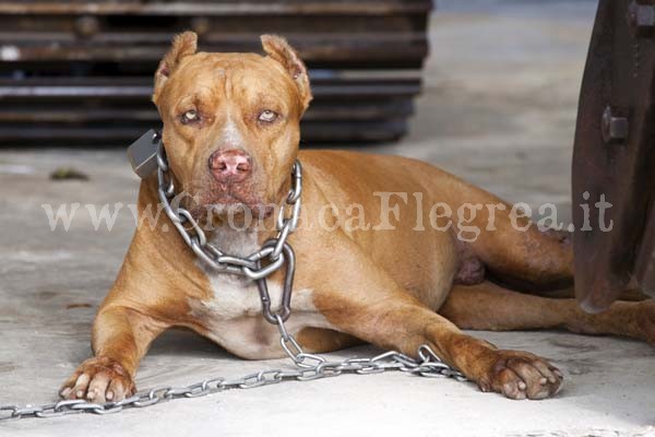 Cani incatenati e rinchiusi in gabbia: il Comune di Pozzuoli ‘bacchetta’ due cittadini