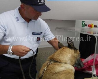 POZZUOLI/ Droga nelle celle del carcere: il sequestro grazie al fiuto dei cani poliziotti