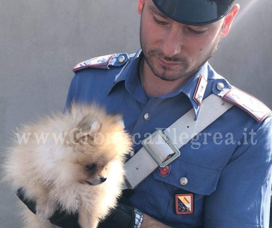 Ruba un cagnolino e lo nasconde in una borsa: 39enne arrestata dai carabinieri