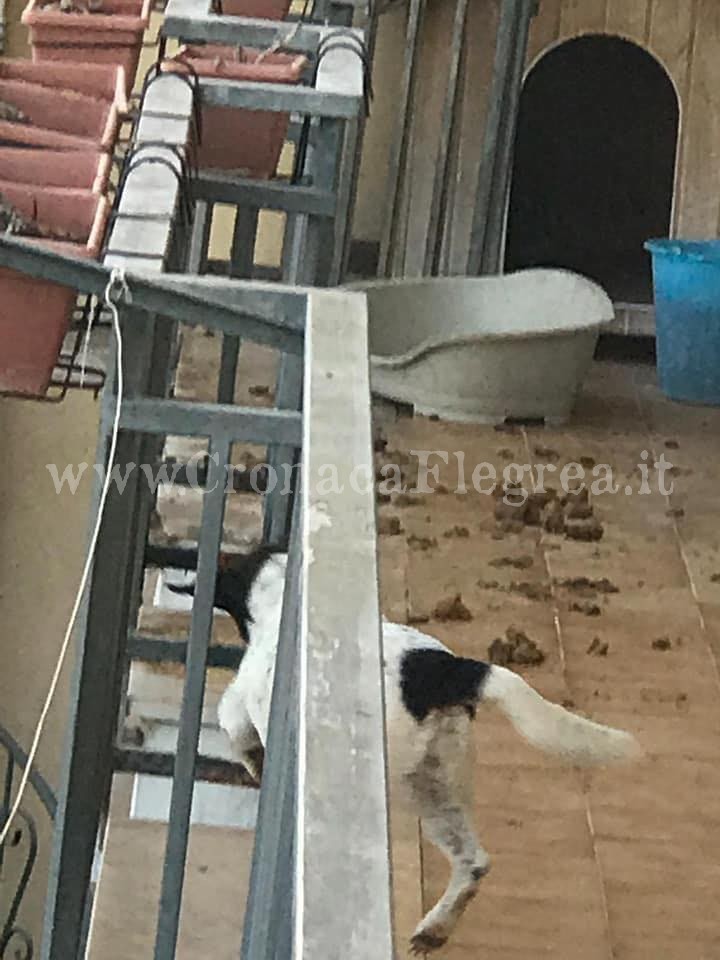 «A Pozzuoli una casa lager con 36 cani maltrattati e feriti» Sos degli animalisti – LE FOTO