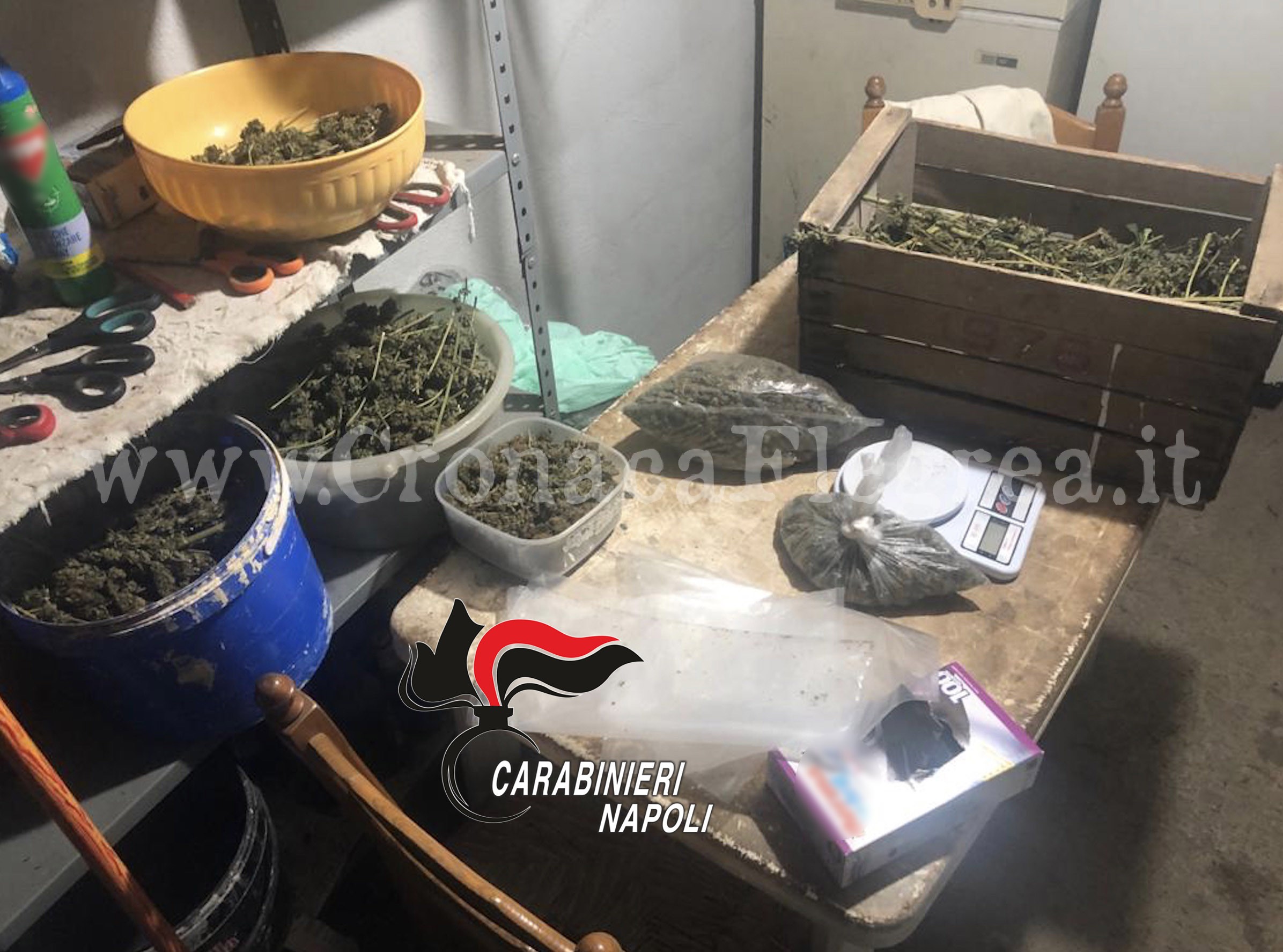 Serra artigianale in cantina, sequestrate 150 piante di cannabis – LE FOTO