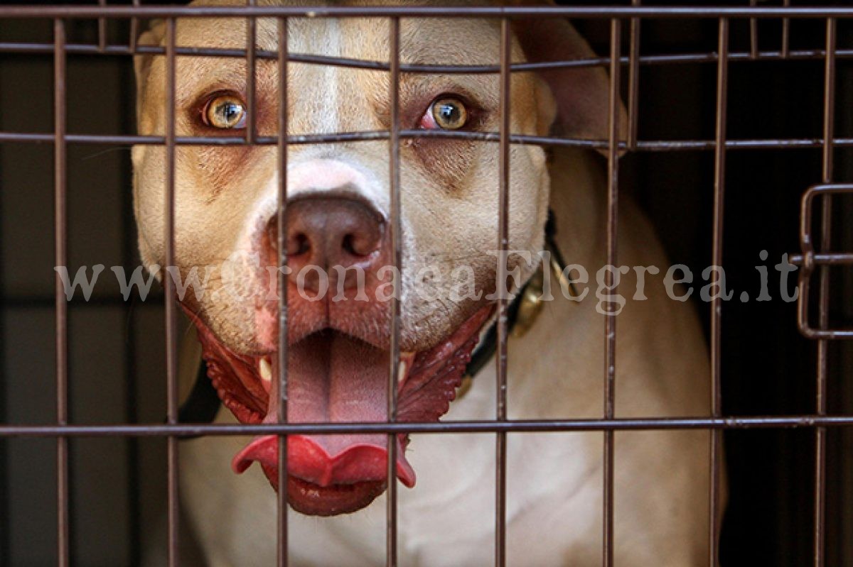 POZZUOLI/ Pitbull in gabbia tra le case popolari del Rione Toiano: ordinato lo sgombero