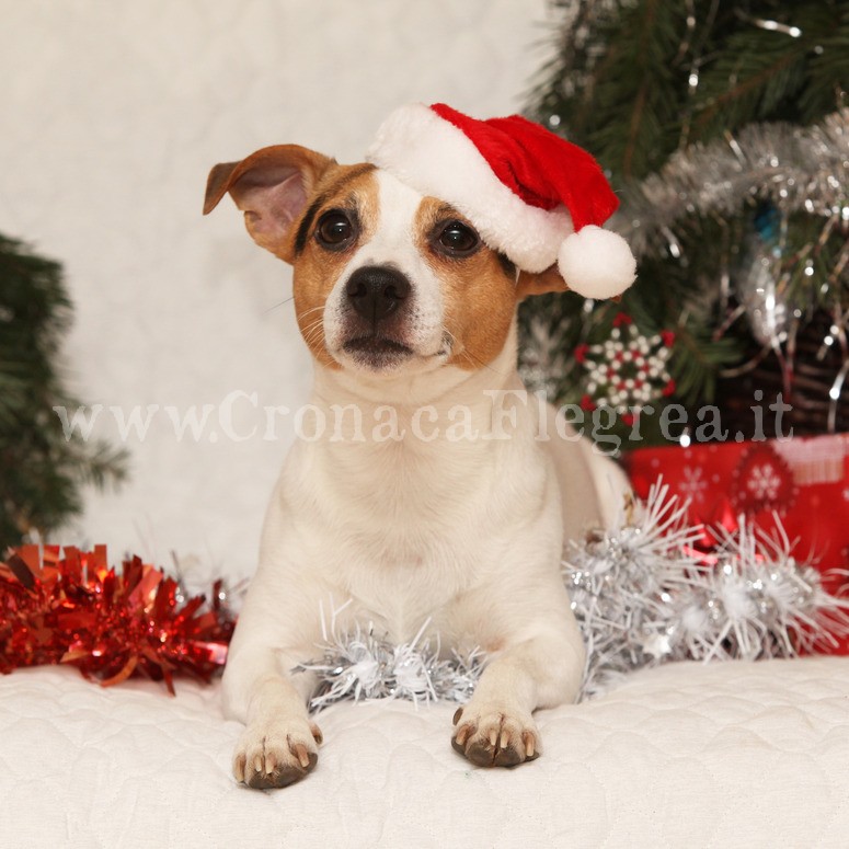 Natale a 4 zampe a Pozzuoli: sfilata benefica di cani