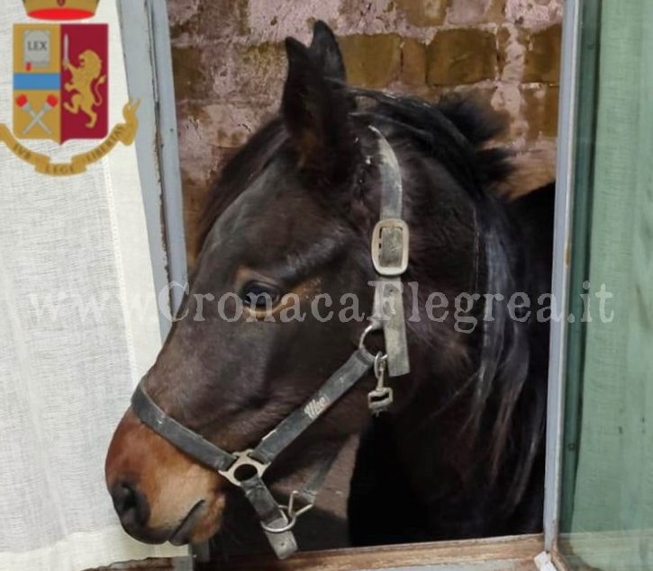 Cavallo vagante in strada: trovato dalla Polizia che denuncia il proprietario – LE FOTO