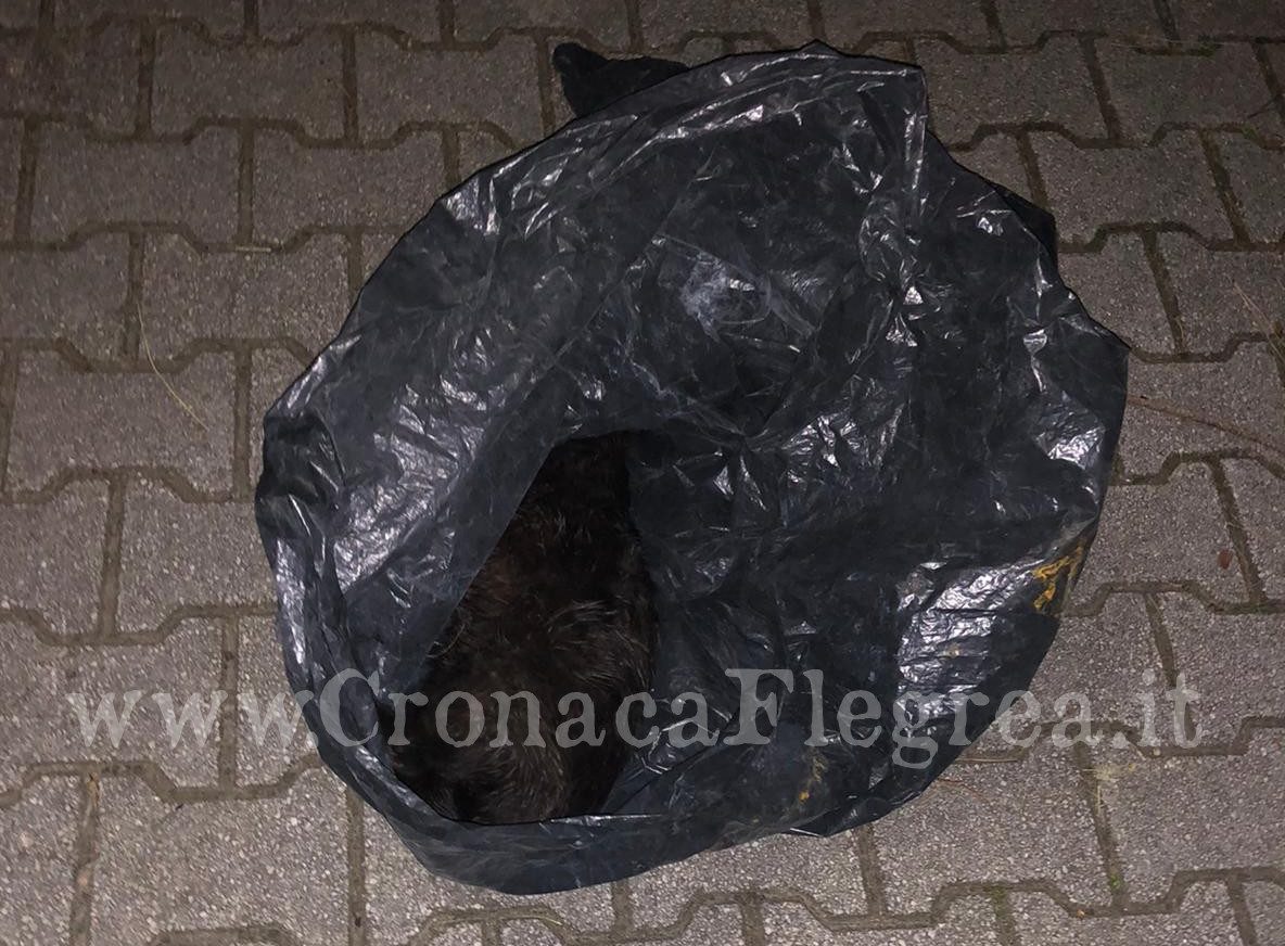 POZZUOLI/ Orrore a Monterusciello: gatto morto in un sacco della spazzatura – LE FOTO