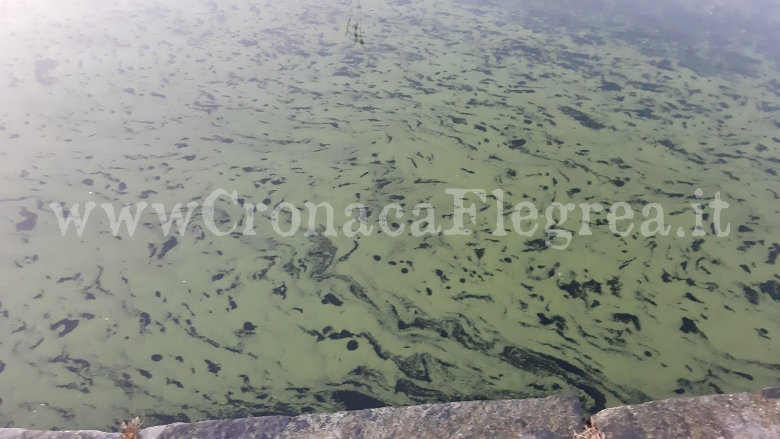 POZZUOLI/ Le acque del lago d’Averno si colorano di verde – LE FOTO