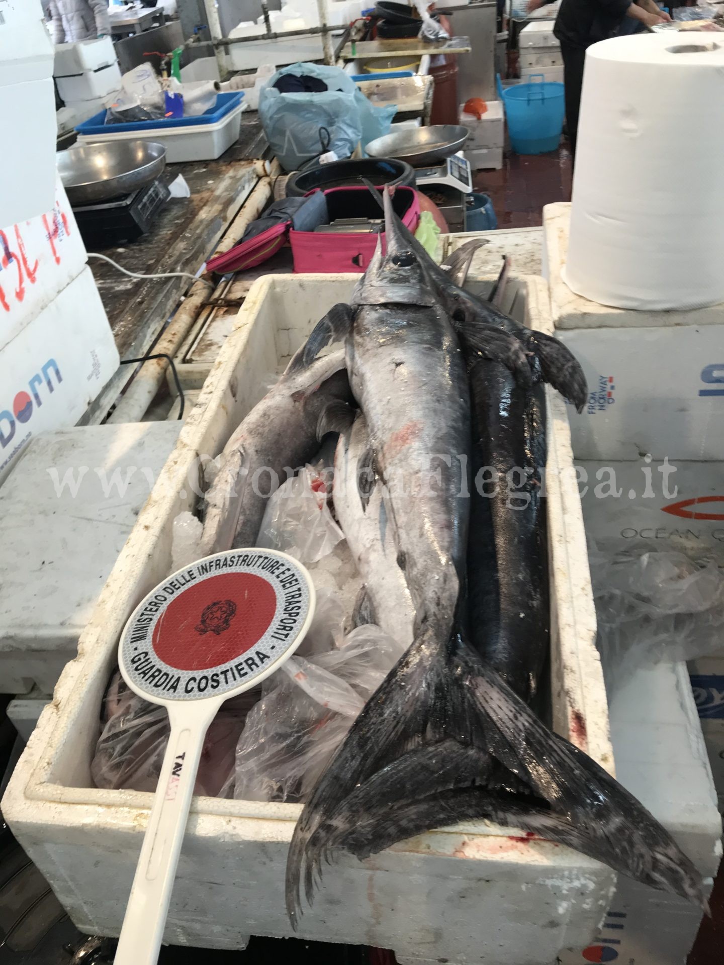 Pesce spada venduti sottomisura: blitz della Capitaneria al mercato di Pozzuoli