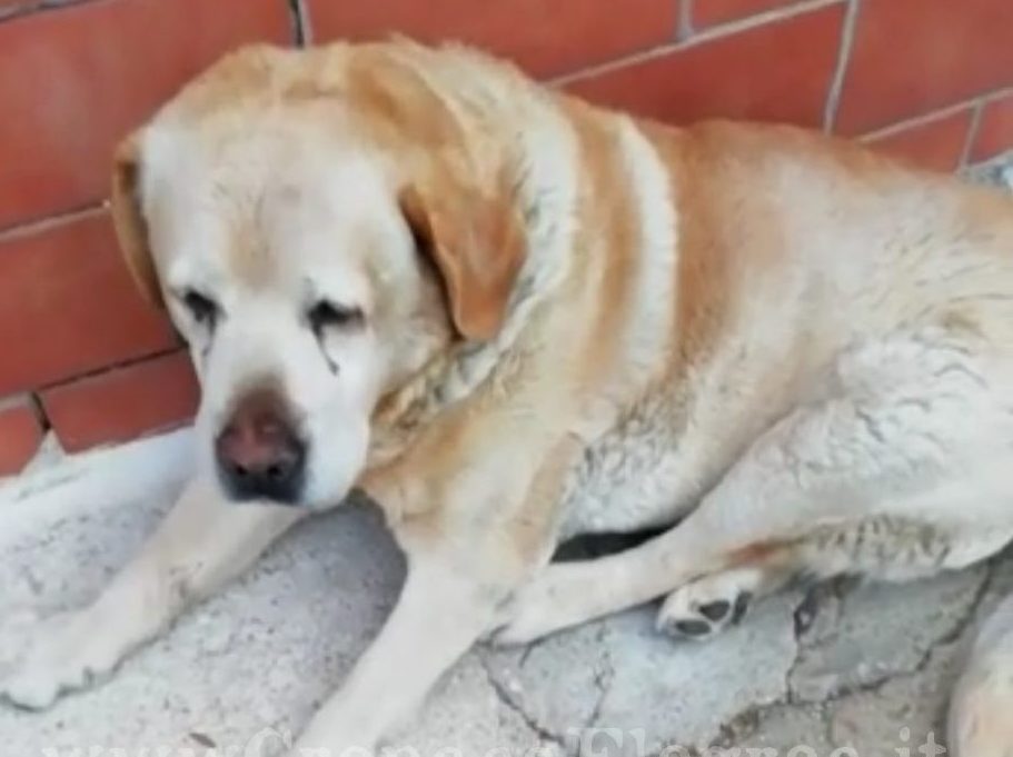 SOS da Licola: «Aiutate questo cane trovato in via delle Colmate»