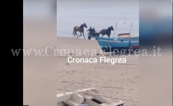 Coronavirus, i cavalli continuano a scorrazzare sulla spiaggia di Licola – IL VIDEO