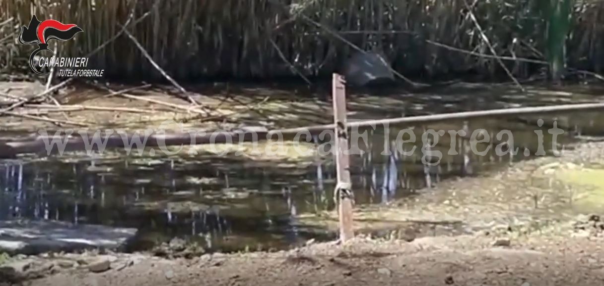 Liquami di bufale in mare a Cuma: carabinieri sequestrano azienda zootecnica