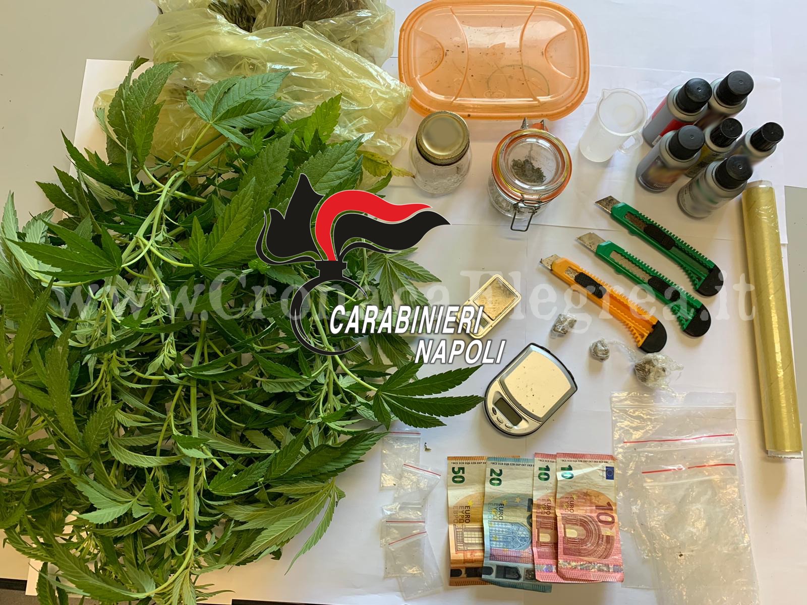 POZZUOLI/ Aveva una pianta di cannabis in casa: arrestato 29enne di Monterusciello