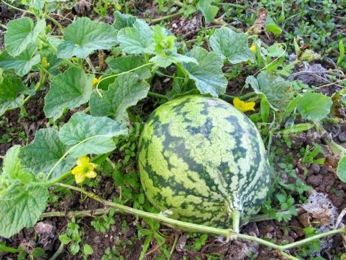 Rubano angurie da una serra: tre donne denunciate