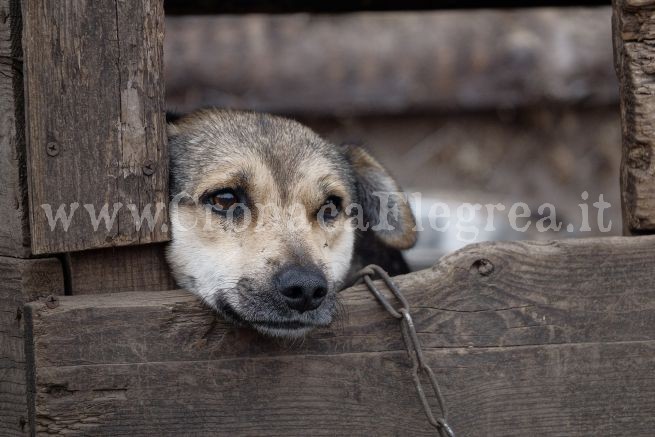 A Monte di Procida la campagna contro l’abbandono degli animali