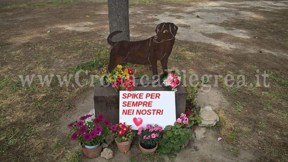 Domani la città di Pozzuoli ricorda Spike, il cane torturato e dato alle fiamme