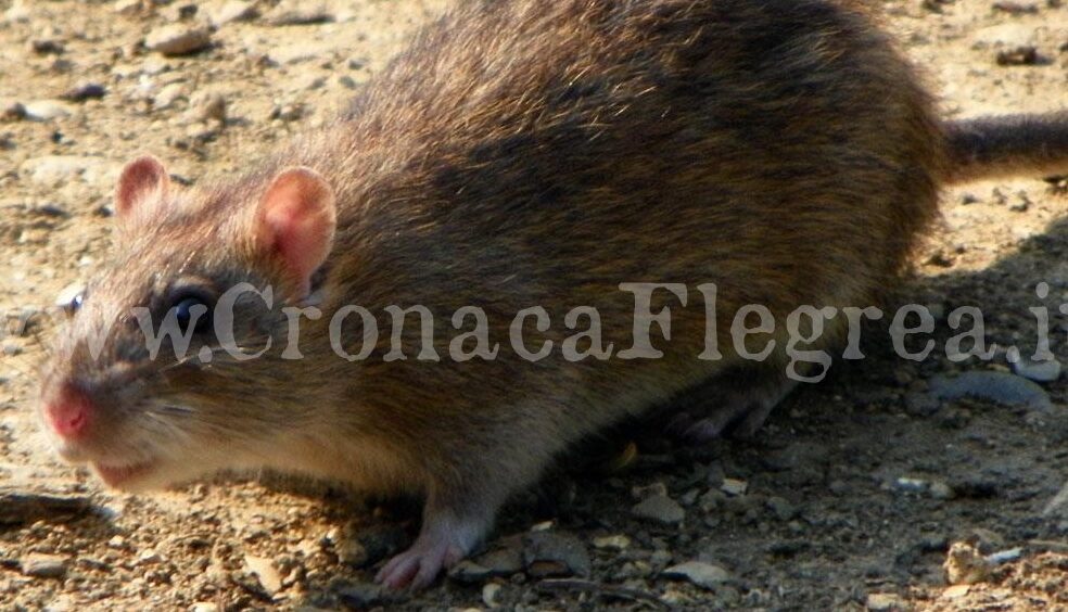 POZZUOLI/ Risale dal mare e trova un topo gigante nello zaino