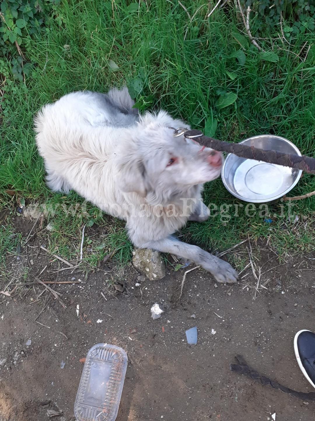 QUARTO/ Cane precipita in un dirupo, salvato dalla Protezione Civile e dall’associazione Conita – LE FOTO