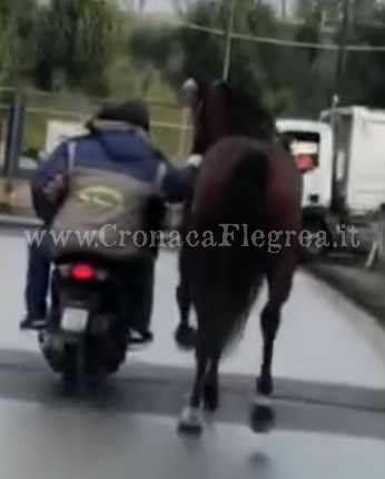 Traina un cavallo con uno scooter su una strada asfaltata – LA FOTO