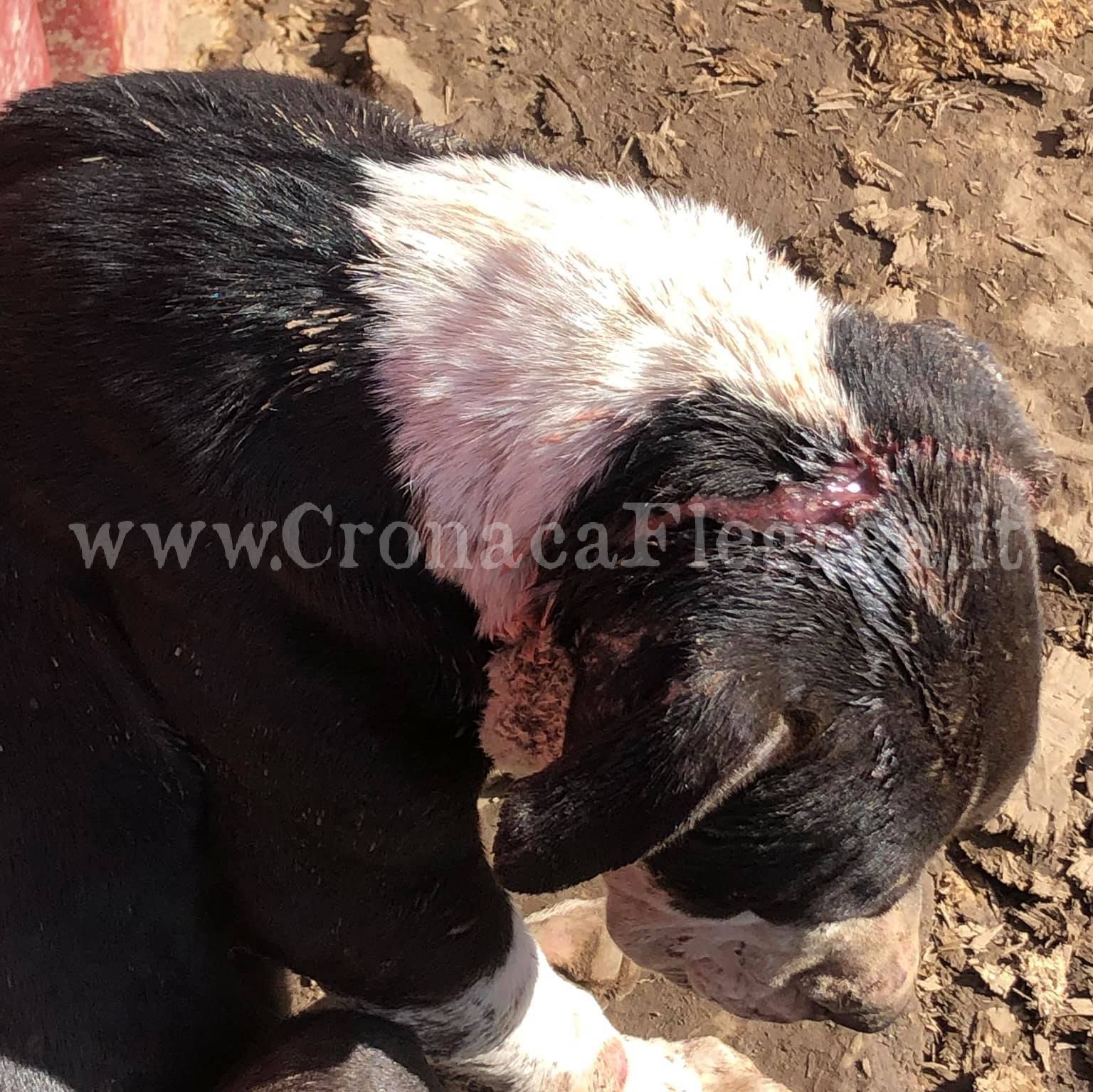 Quattro cani picchiati nel rifugio di Varcaturo, su Facebook la denuncia della titolare