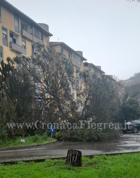 POZZUOLI/ Maltempo, grosso albero cade davanti ai palazzi nel Rione Toiano – LE FOTO