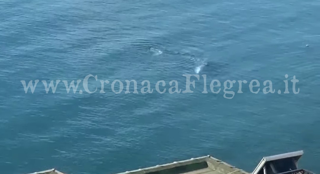 BACOLI/ Balena avvistata nel porto di Baia – IL VIDEO
