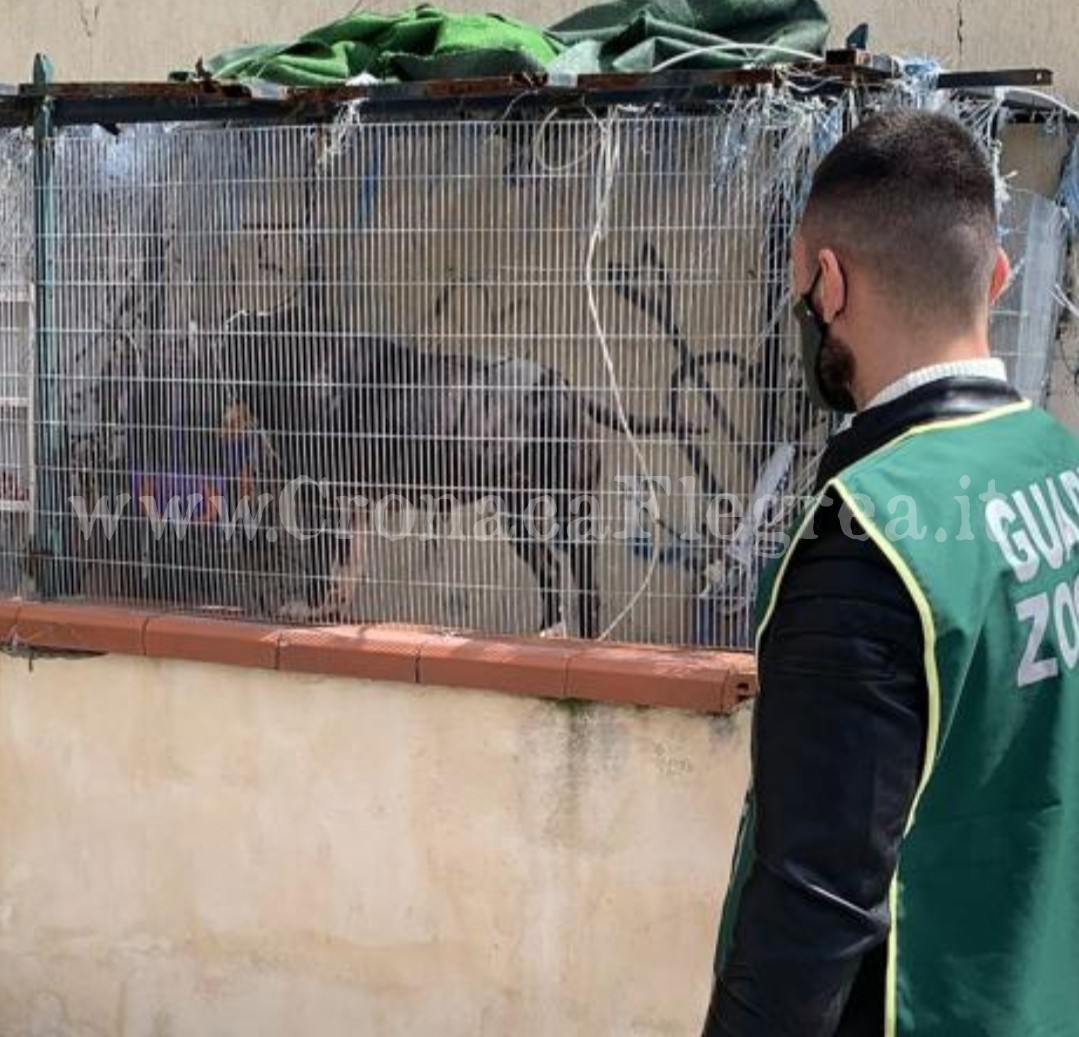 POZZUOLI/ Pitbull legato in un recinto al Rione Toiano salvato dalle guardie zoofile