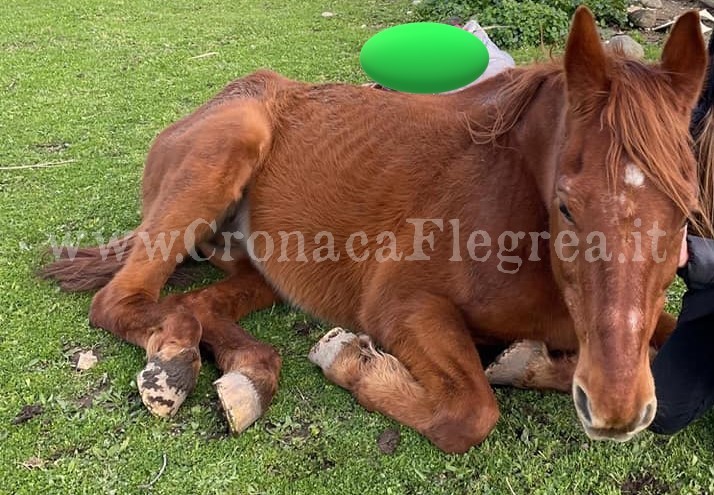 BACOLI/ Ritrovato senza vita il cavallo scomparso di notte nel parco della Quarantena