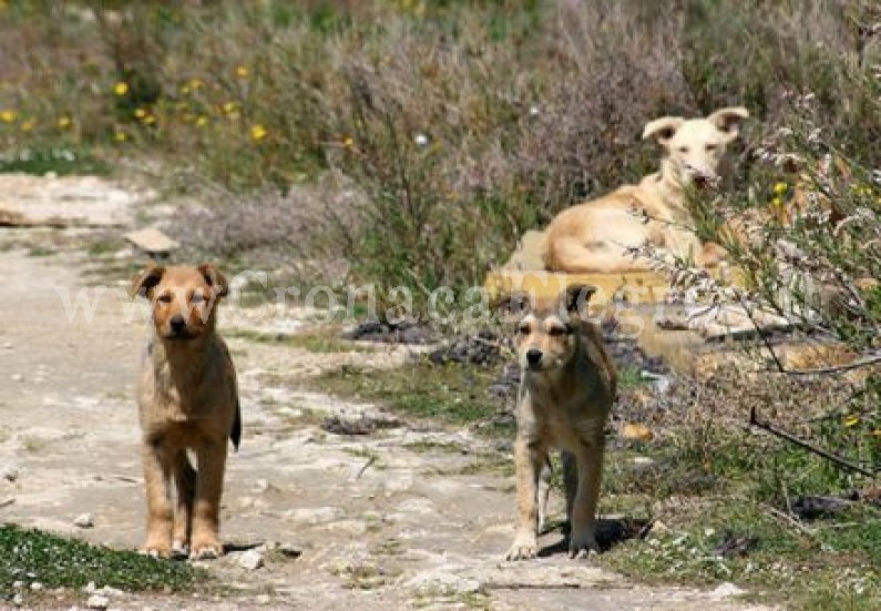 MONTE DI PROCIDA/ Animali abbandonati ad Acquamorta, il monito del sindaco: «È reato»