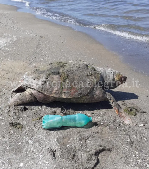 POZZUOLI/ Tartaruga «caretta caretta» trovata morta sulla spiaggia di Licola – LE FOTO