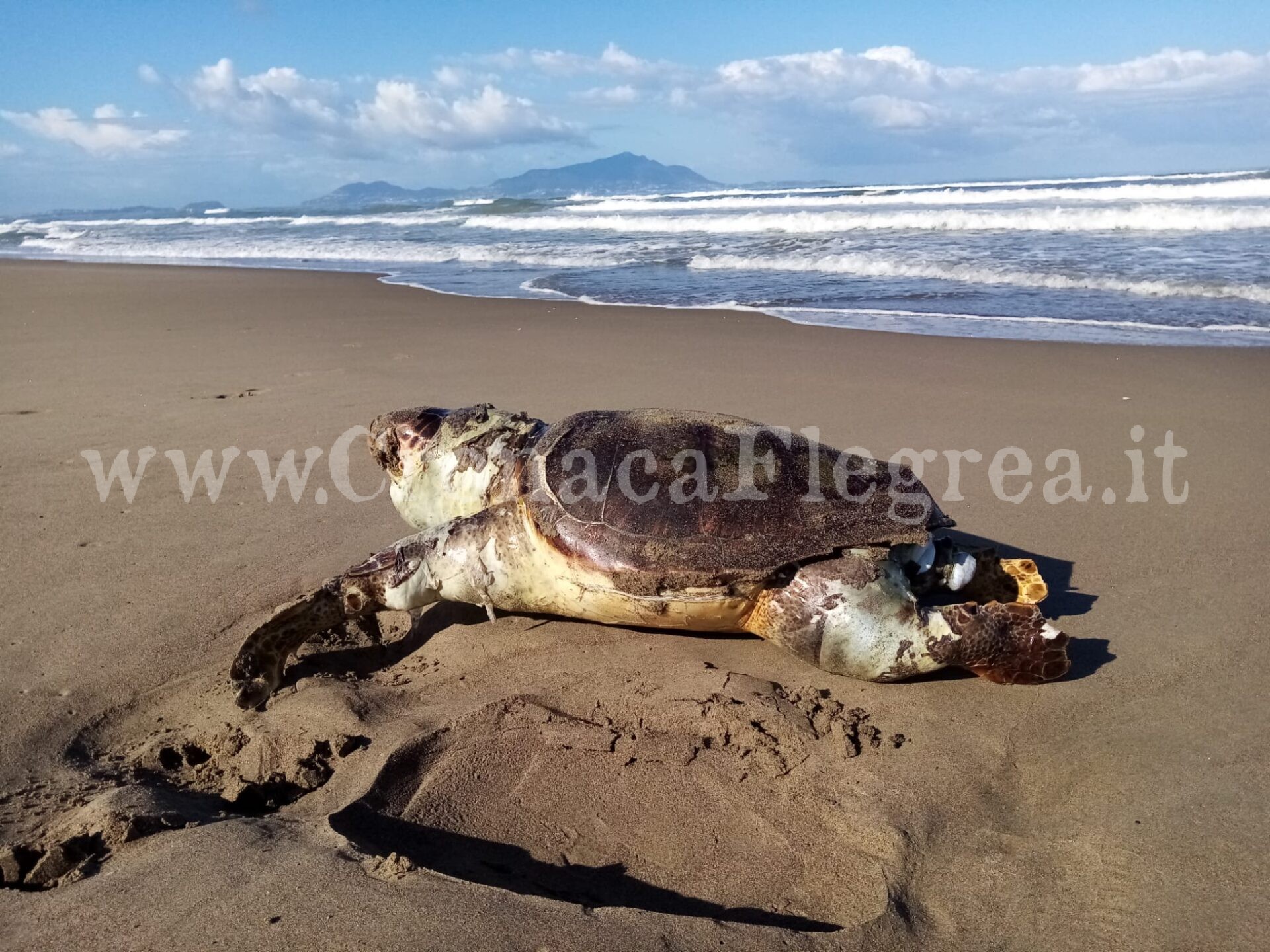 Tartaruga trovata morta sulla spiaggia di Licola – LE FOTO