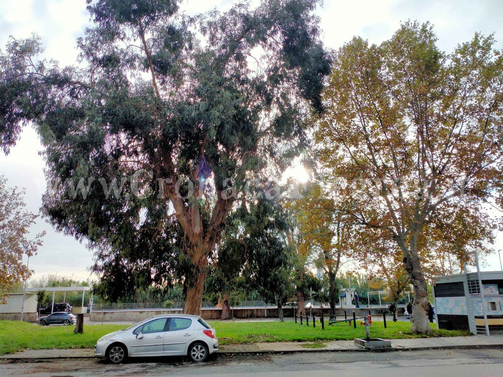 I LETTORI SEGNALANO/ «Questo albero fa paura, il comune di Pozzuoli cosa aspetta per potarlo? La tragedia?»