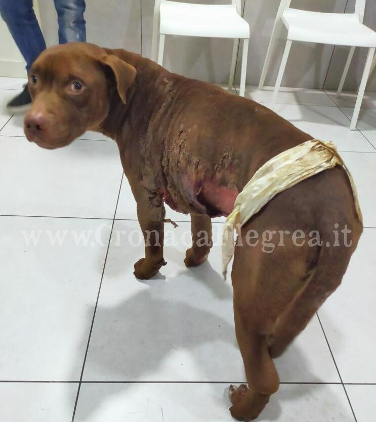 L’ORRORE/ Cane legato a un palo e dato alle fiamme