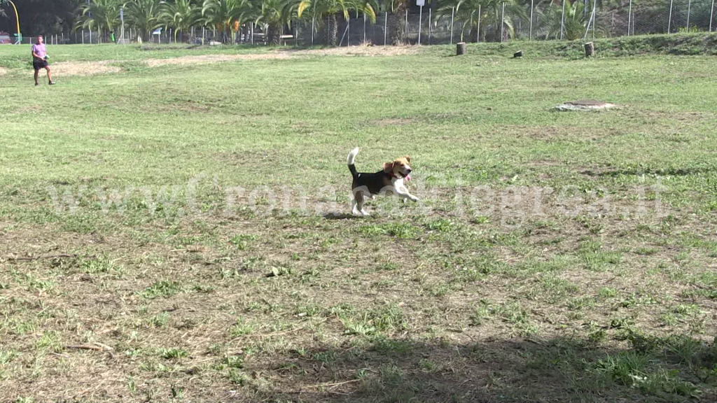 A Pozzuoli nasce una nuova area per la sgambatura dei cani