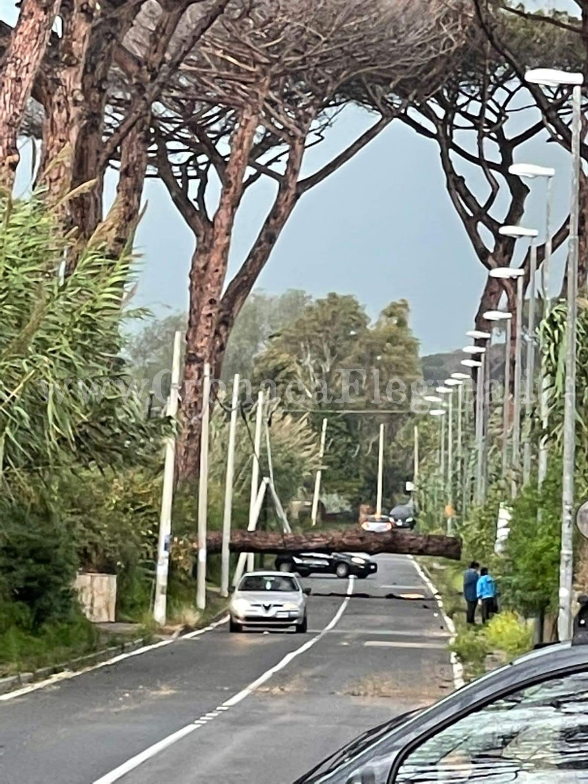 Vento forte, cadono alberi a Monterusciello e a Varcaturo – LA FOTO