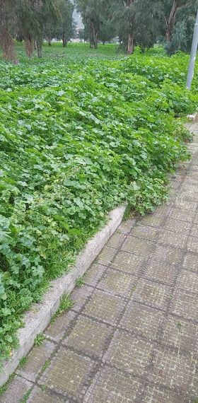 I LETTORI SEGNALANO/ «Che fine hanno fatto i giardinieri del comune di Pozzuoli?»